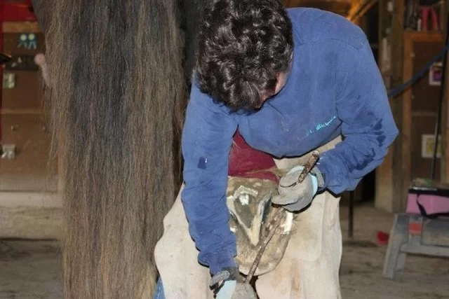 Danielle - Cornell Farrier